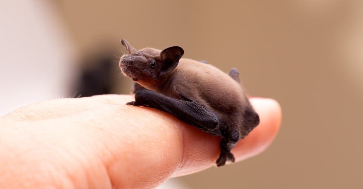 Cute baby Little Brown Bat sitting on a human hand.