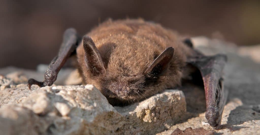 A little brown bat with its face in a rock. 