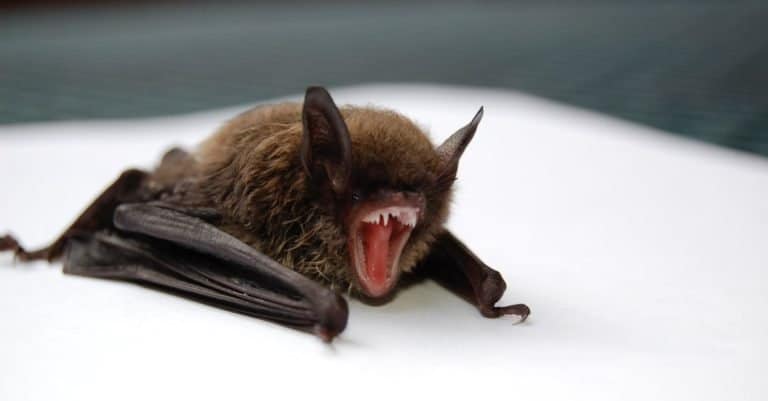 Close-up of Little Brown Bat.