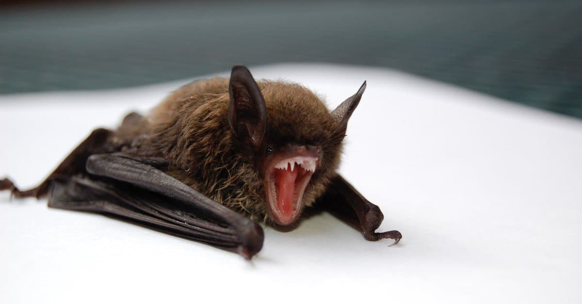 are bats like dogs