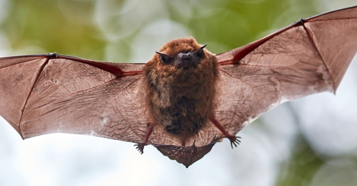 Little Brown Bat flying in the forest.