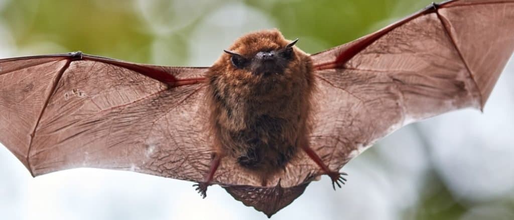 Little Brown Bat flying in the forest.