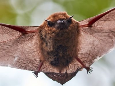 A Little Brown Bat
