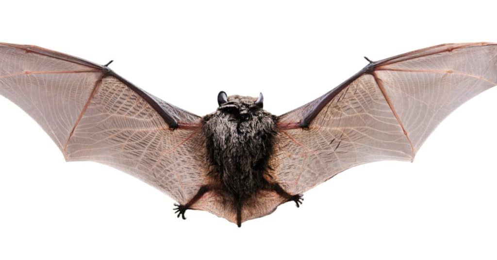 Little Bbrown Bat, view from the back. Isolated on white
