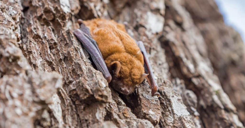 Little Brown Bat sleeps on the bark of a tree trunk.