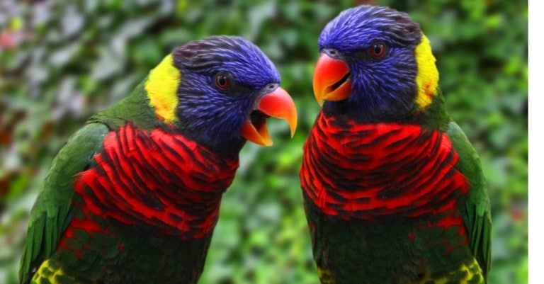 Two Rainbow Lorikeet parrots sitting on a branch in the forest.