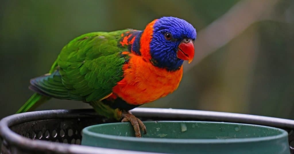 Colorful lorikeet bird at a bird feeder in Melbourne, Australia