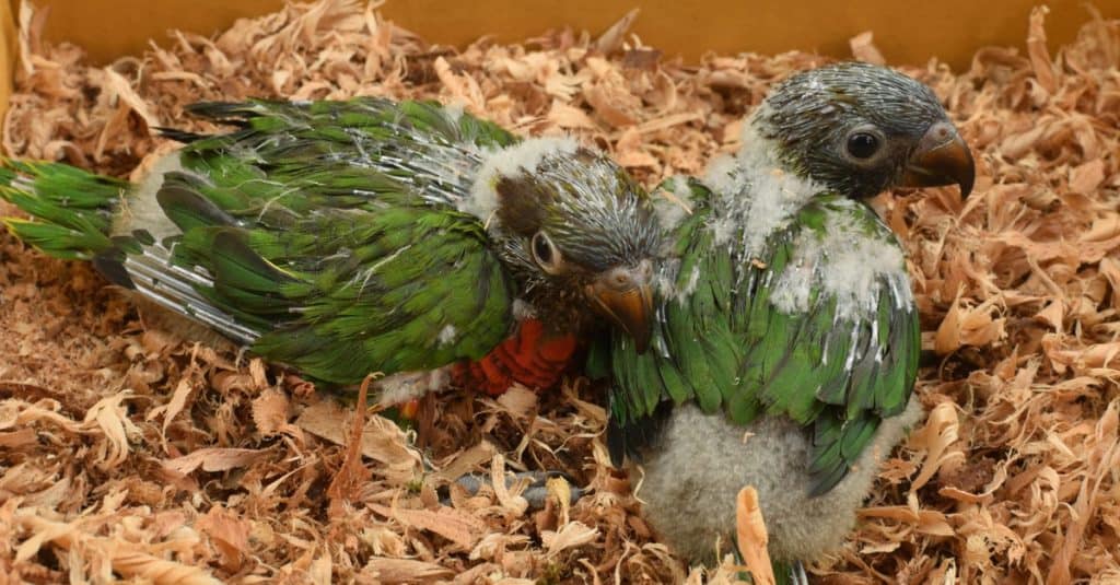 Rainbow Lorikeet baby birds in the nest.