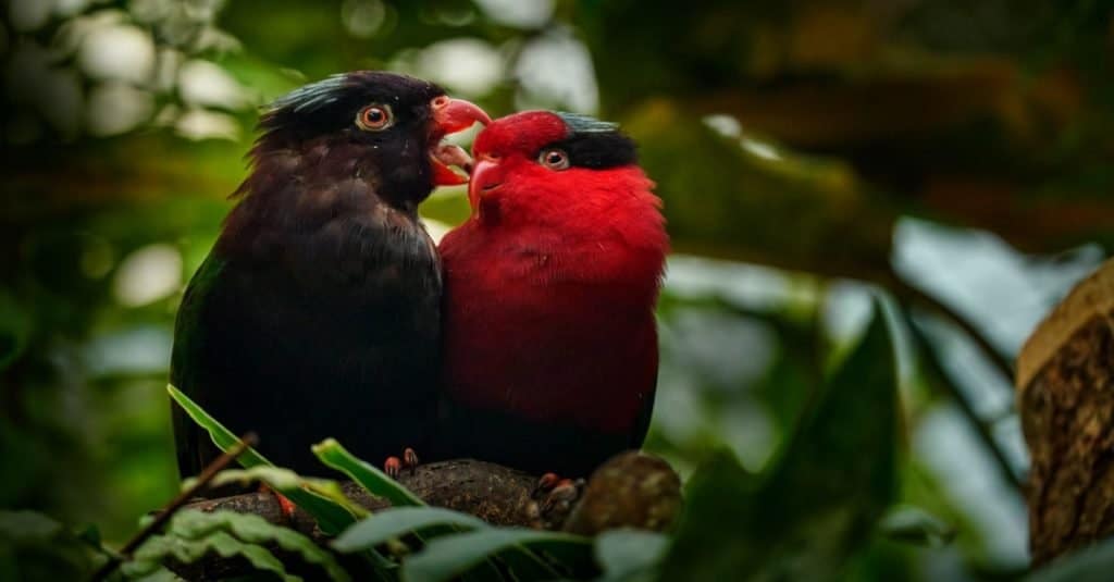 Charmosyna papou, Papuan lorikeet, also known as Stella's lorikeet parrot, in the forest.