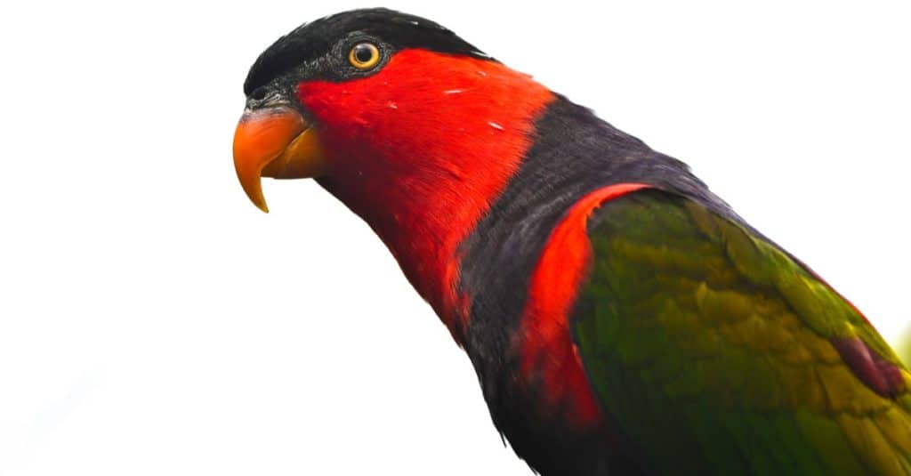 Black-Capped Lorikeet isolated on white background