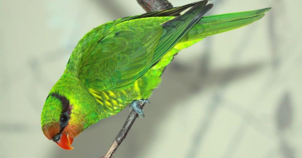 Mindanao lorikeet (Trichoglossus johnstoniae) also known as the Mount Apo lorikeet.