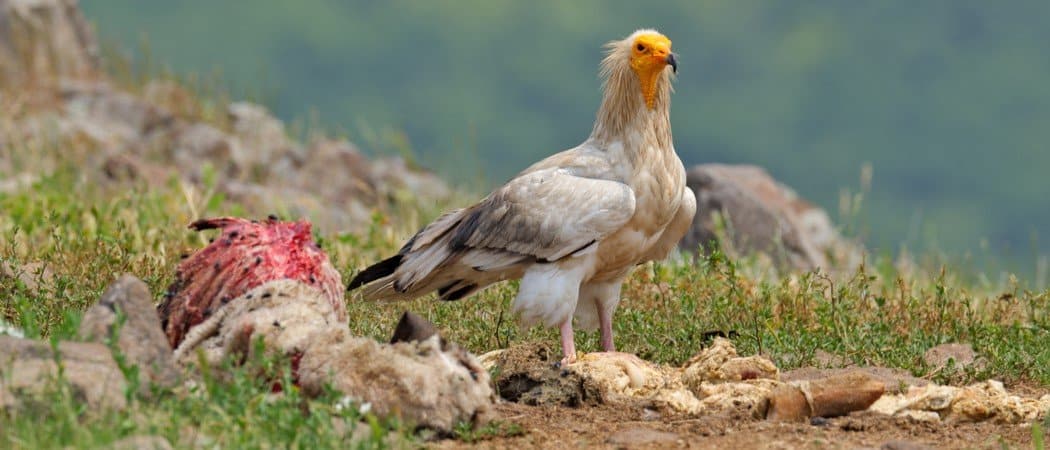 Wildlife In Mali Types Of Malinese Animals A Z Animals