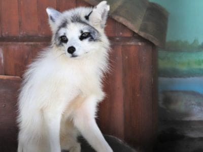 Marble Fox Animal Facts | Vulpes vulpes | AZ Animals