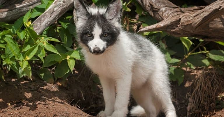 Young Marble Fox (Vulpes vulpes) looks out of den.