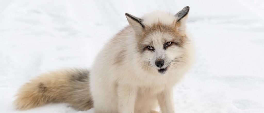 Красный мраморный лис (Vulpes vulpes) сидит с поднятой головой