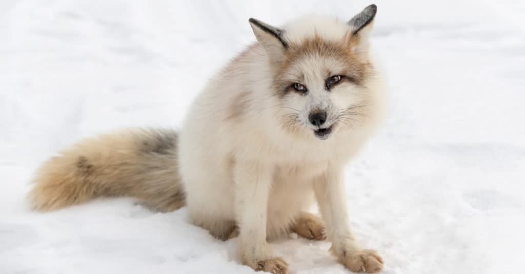 Red Marble Fox (Vulpes vulpes) sits with cocked head