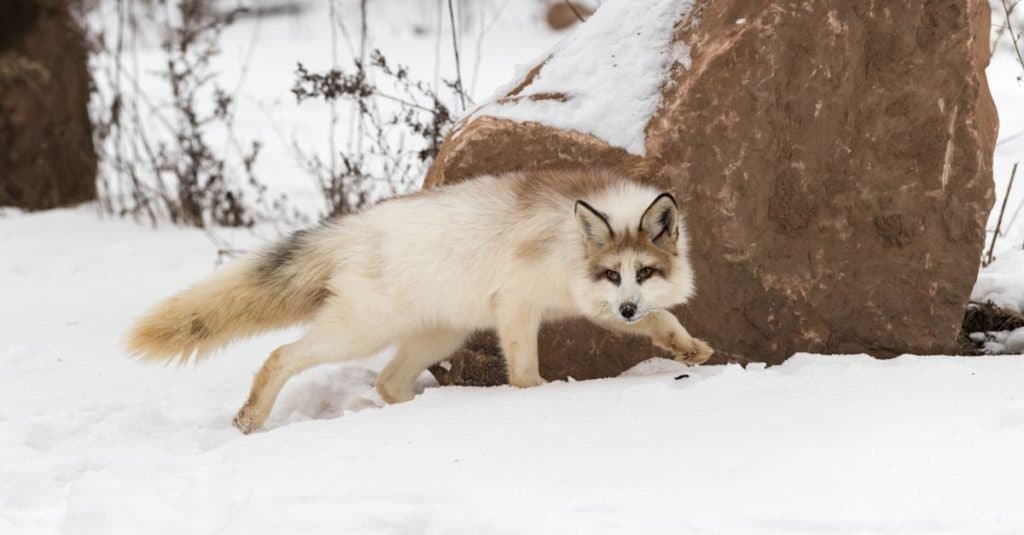 Red Marble Fox (Vulpes vulpes) prowls near a rock in winter.