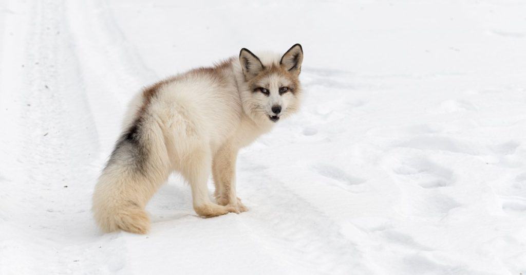 Red Marble Fox (Vulpes vulpes) turns in tire tracks, showing its magnificent tail.