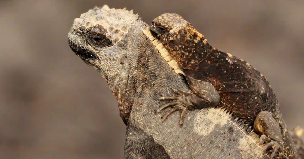 A baby marine iguana rides on the back of its mother isolated and protected from the chaos of a very large marine iguana colony on the Isabella Islands in the Galapagos, Ecuador