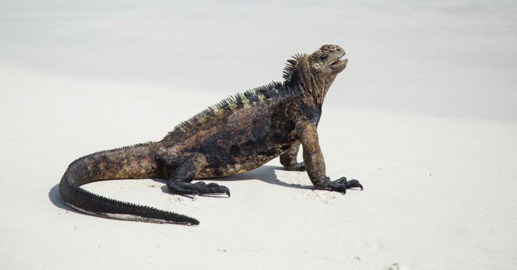 Marine iguanas of Galapagos isolated on white background.