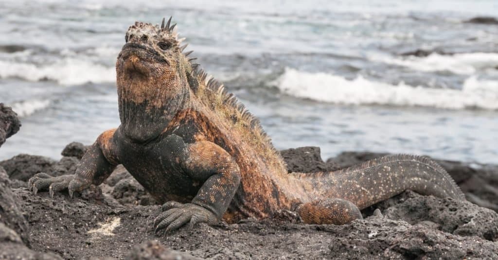 Colorful adult male marine iguana basking on volcanic rock.