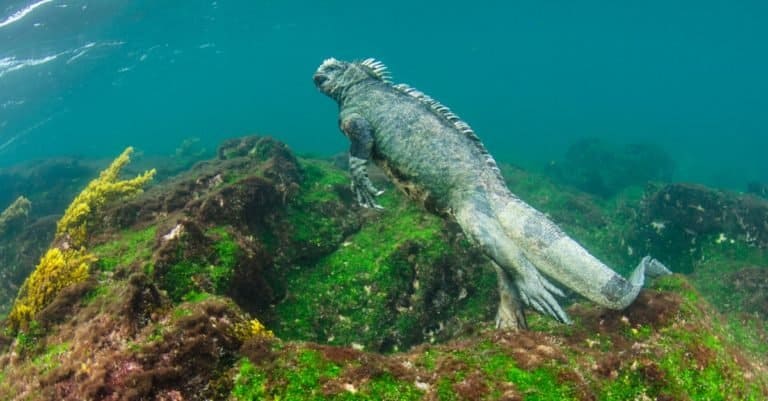 Marine Iguana (Amblyrhynchus cristatus) underwater, Fernandina Island, Galapagos Islands, Ecuador.