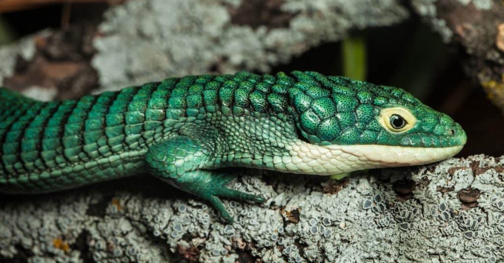 Mexican Alligator Lizard, Abronia graminea, on a branch in a zoo exhibit