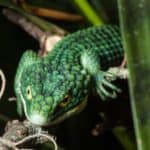 Arboreal Alligator Lizard