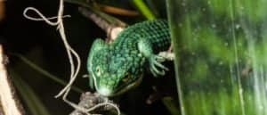 Mexican Alligator Lizard photo
