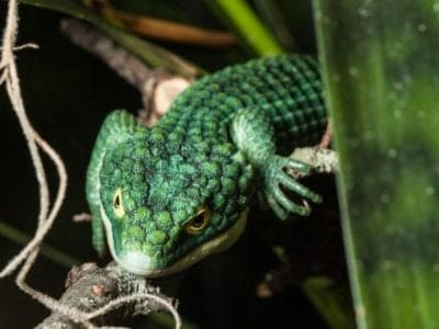 A Mexican Alligator Lizard