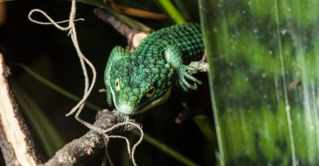 Mexican Alligator Lizard, Abronia graminea, on a branch in a zoo exhibi