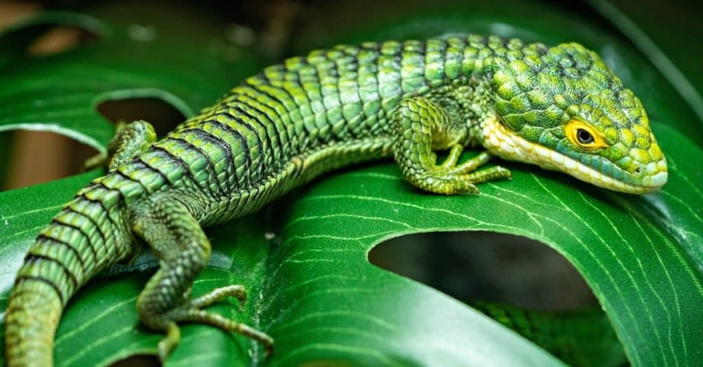 Abronia gramina, Mexican Alligator Lizard, sitting on a leaf in the forest.