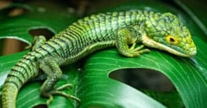 10 Types Of Amazing Green Lizards Picture