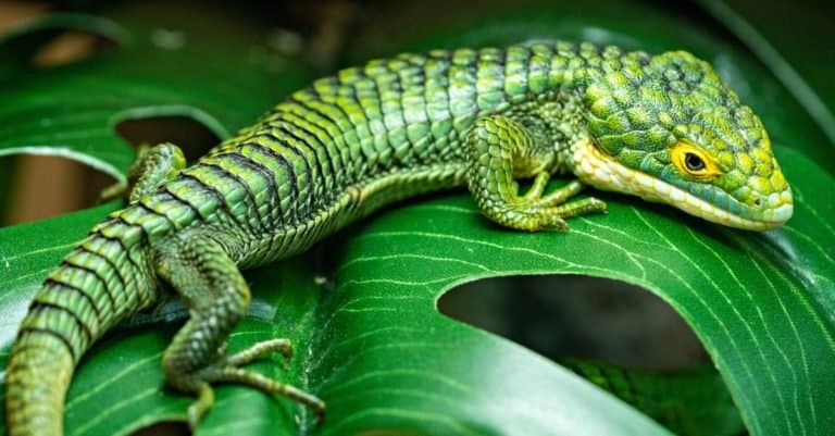 Abronia gramina, Mexican Alligator Lizard, sitting on a leaf in the forest.