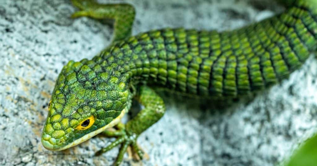 Abronia gramina, Mexican Alligator Lizard, sitting on a rock.