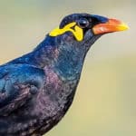 Starling