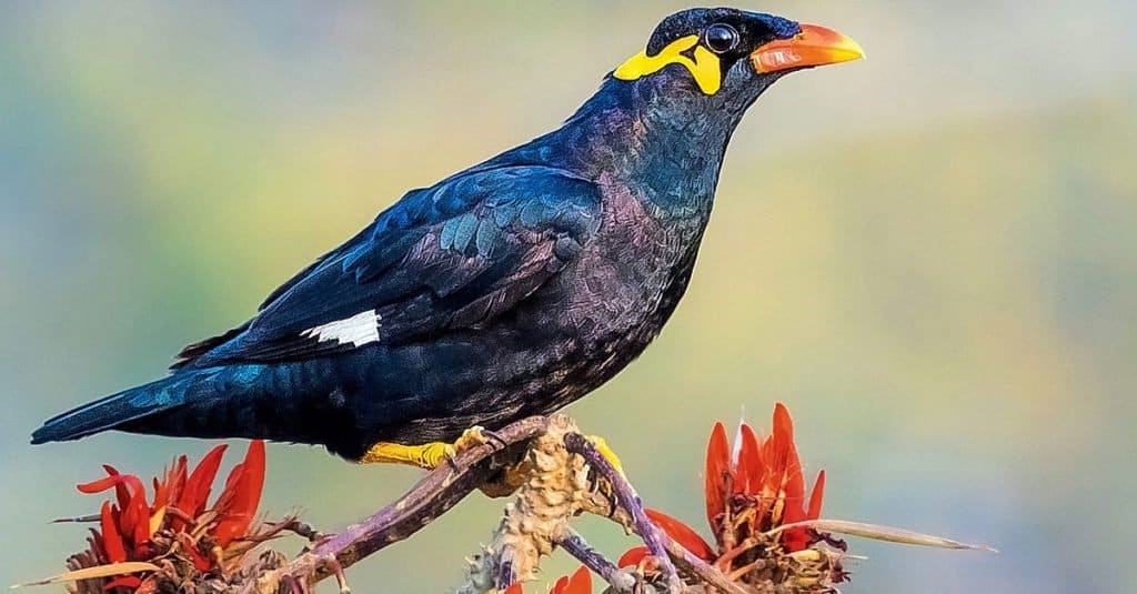 A Mina bird on a tree in Bangladesh.