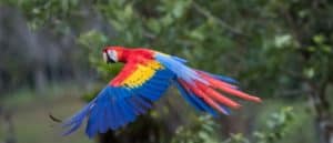 The 10 Most Beautiful Parrots In The World Picture