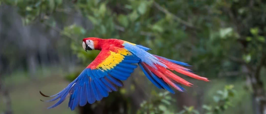 Scarlet Macaw flying through the forest.