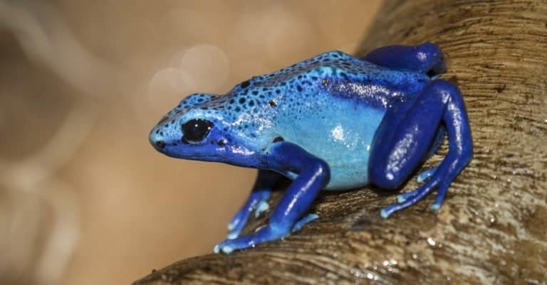 Most Colorful Animals: Blue Dart Frog