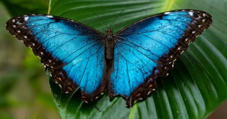 Most Colorful Animals: Blue Morpho Butterfly