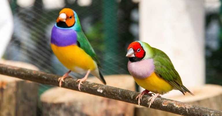 Most Colorful Animals: Gouldian Finch