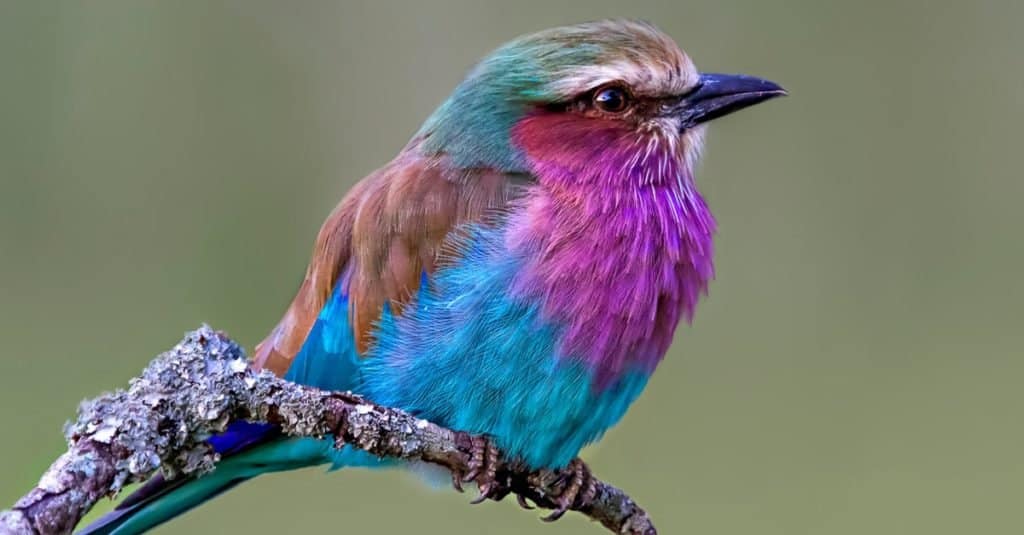 Most Colorful Animals: Lilac-Breasted Roller