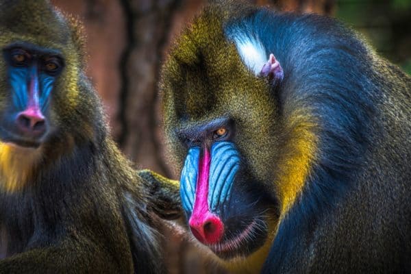 Mandrill family sitting together in a tree. The bright colors of mandrills are produced by structural coloration in facial collagen fibers.