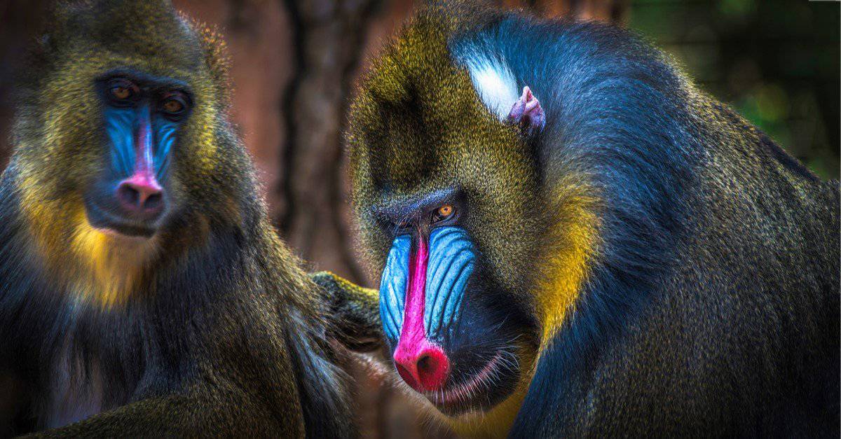 The most colorful animal: the mandrill