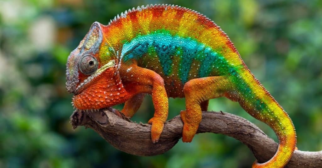 Top 10 Most Colorful Animals in the World - AZ Animals