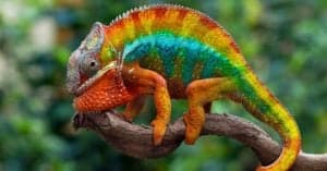 10 Mind-Blowing Chameleon Facts! Picture
