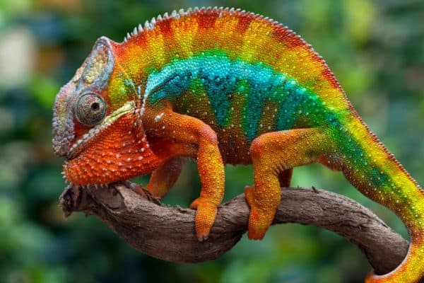 Panther chameleons do well in captivity. It is second to only the veiled chameleon as the species of chameleon most bred in captivity.