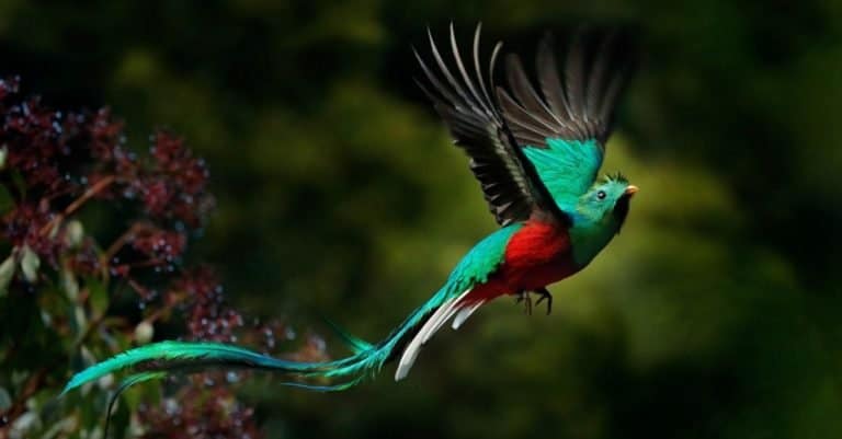 Most Colorful Animals: Resplendent Quetzal
