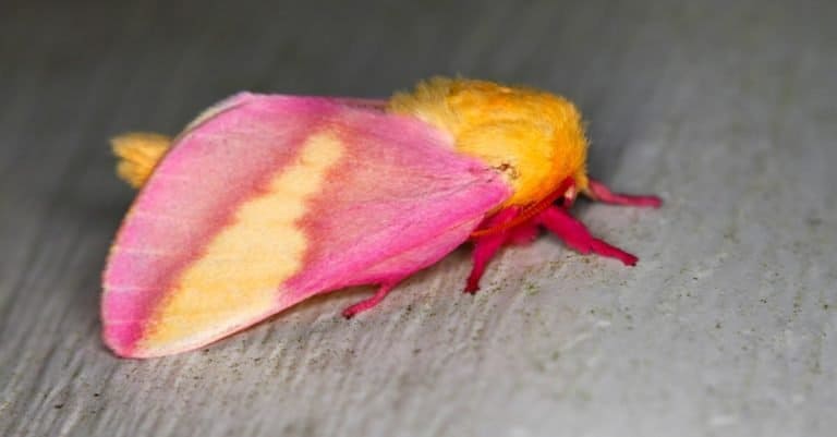 Most Colorful Animals: Rosy Maple Moth